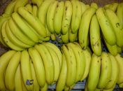 Banana nanica